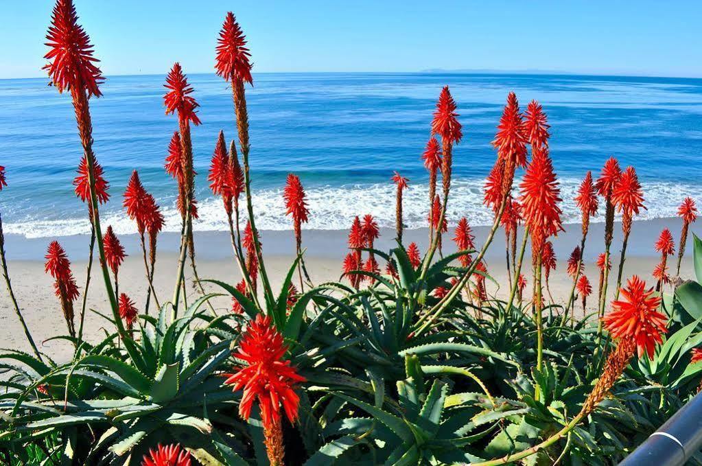 Ocean Palms Beach Resort Carlsbad Eksteriør bilde